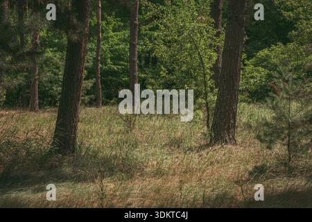 Sunny forest glade with tall pine trees and thick grass in summe. Stock Photo