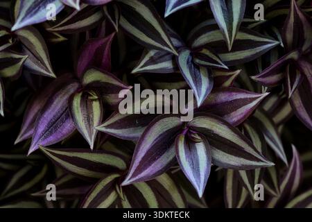 Full frame shot of Tradescantia albiflora leaves Stock Photo