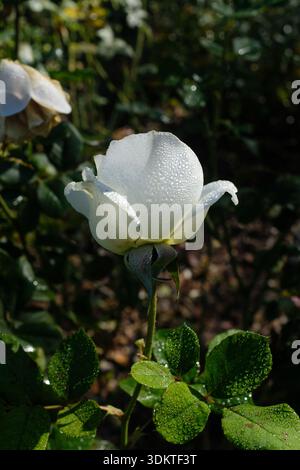 White Rose, Rosa Moondance covered in dew drops Stock Photo