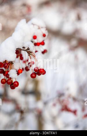 Red berries hang from branches at Tangdao Bay Wetland Park in Qingdao ...
