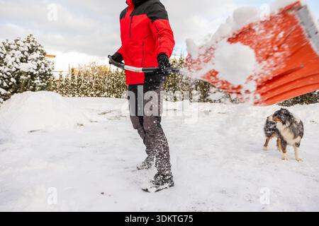 A person in a red and black jacket shovels snow with an orange shovel as a small multicolored dog watches. Snow covered trees and bushes surround them Stock Photo