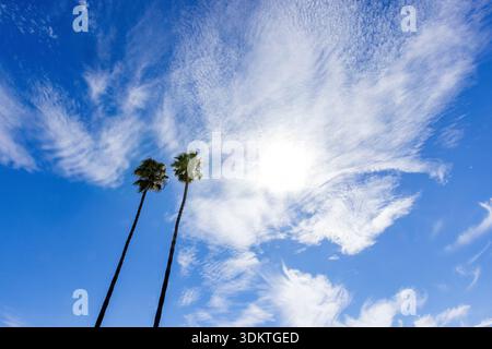 USA, California, San Luis Obispo, Low angle view of two tall palm trees against sky Stock Photo