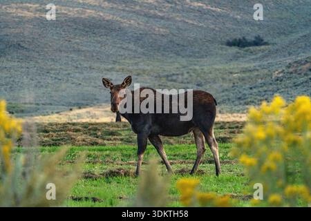 USA, Idaho, Bellevue, Cow moose walking in pasture Stock Photo
