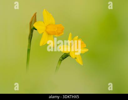 A pair of miniature yellow Daffodils photographed amongst out of focus yellow and green flowers and foliage Stock Photo