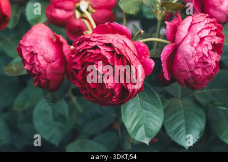 Close-up of English garden roses on a bush with green leaves after rain Stock Photo