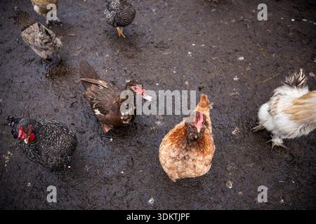 A group of chickens and ducks stands on wet, uneven ground. Feathers show brown, black, and white colors, with a brown duck and light brown chicken in Stock Photo