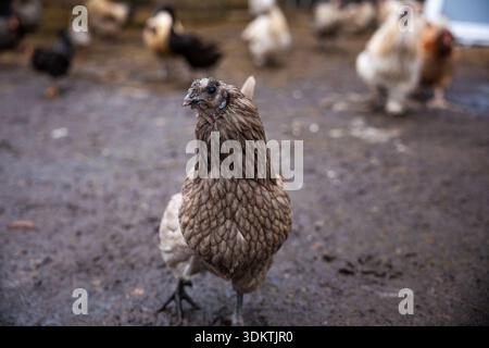 A brown chicken stands on muddy ground in focus, with a group of chickens in various colors scattered in the background in an outdoor setting. Stock Photo