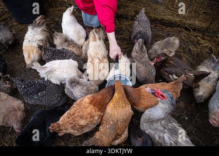 A group of chickens and ducks in various colors gather around a person with a red sleeve holding a metal container, feeding them on straw and dirt. Stock Photo