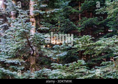Close-up view of evergreen spruce branches inside a dense coniferous forest. Stock Photo