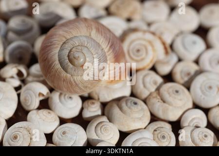 Large Spiral Snail Shell Resting on Top of Many Small Shells: Close-up Macro of Natural Gastropod Collection with Beautiful Textures and Patterns Stock Photo
