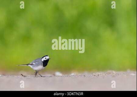White Wagtail bird walking on dry ground with a soft green bokeh background Stock Photo