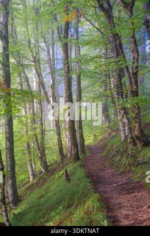 View of a winding dirt path cuts through the verdant forest, sunlight filtering through the canopy in Rastovača, Ličko-senjska županija, Croatia. Stock Photo