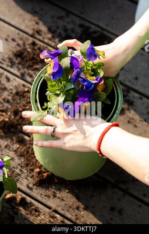 A pair of hands tends to purple and yellow pansies in a green pot on wooden decking, with scattered soil and bright sunlight illuminating the scene. Stock Photo