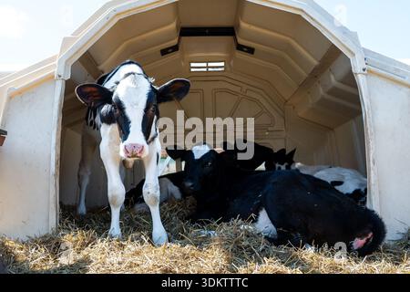 A group of black and white calves rests on straw bedding inside a white plastic shelter with an open front. One calf stands at the entrance in dayligh Stock Photo
