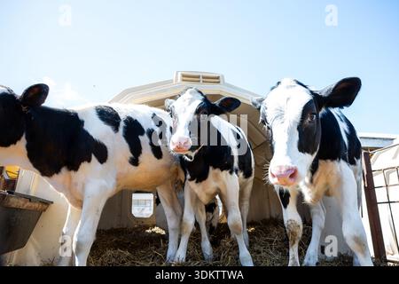 Three black and white Holstein calves stand in a white plastic hutch with straw bedding. A metal fence and feeding trough are visible on the left. Stock Photo