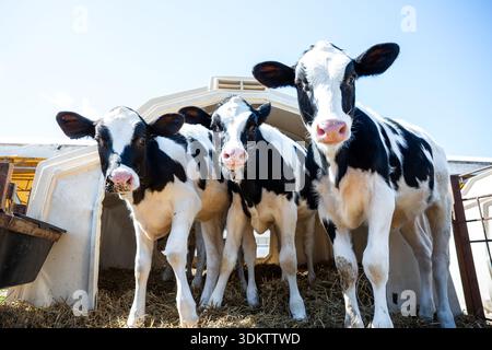 Three black and white Holstein calves stand on straw bedding near a white hutch. Their glossy coats and pink noses are highlighted in bright lighting. Stock Photo