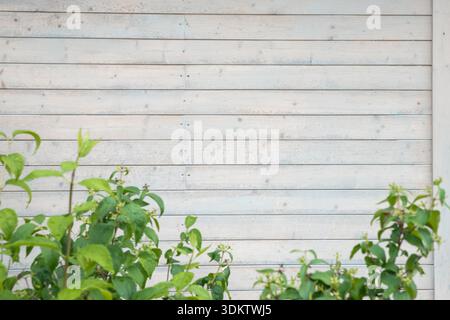 A white wooden wall with horizontal planks and subtle textures, paired with green plants and small budding flowers in the foreground. Stock Photo
