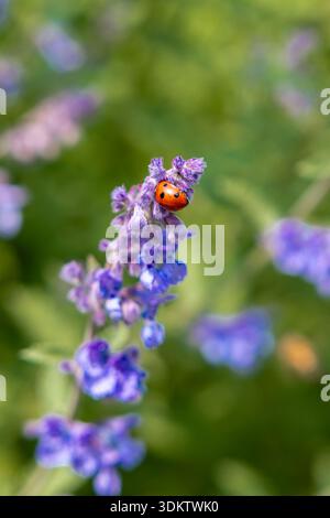 A red ladybug with black spots rests on purple flowers. The close up view highlights the insect's details and contrasts with the blurred green tones. Stock Photo