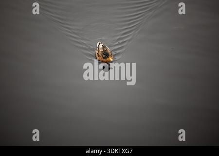 A single duck with brown and white plumage moves through dark, reflective water, creating soft ripples. The composition highlights the duck as the foc Stock Photo