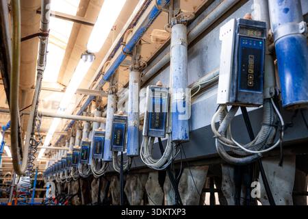 Row of automated milking machines with digital displays, control panels, and tubing, illuminated by fluorescent lights and natural light panels. Stock Photo