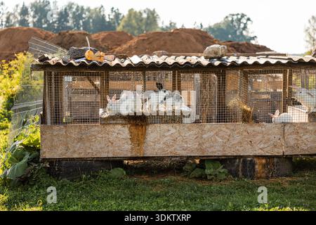 A functional wooden and wire rabbit enclosure on blocks, housing white and black spotted rabbits. Surrounded by grass, vegetation, and distant trees. Stock Photo