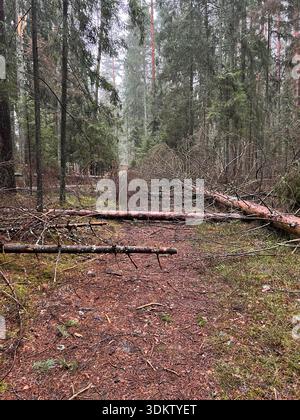 Fallen trees block a forest path, surrounded by tall coniferous trees. The ground is covered with pine needles and moss under an overcast, misty sky. Stock Photo