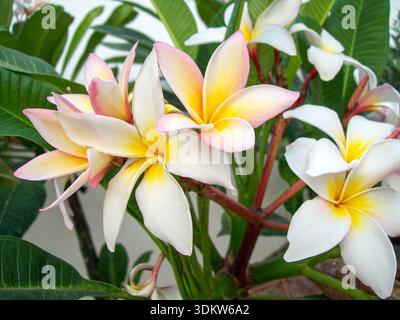 Close-up of tropical frangipani (plumeria) flowers with white petals, yellow centers and soft pink edges surrounded by green leaves. Stock Photo