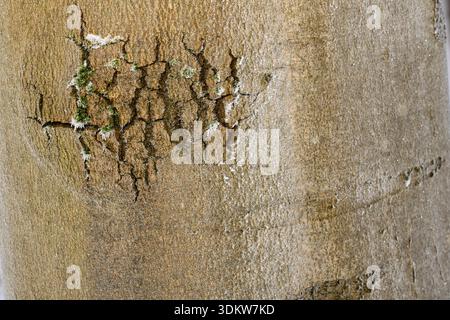 Detailed view of smooth grey-brown tree bark featuring green moss and ice crystals. Close-up of Textured Beech Tree Bark with Moss and Light Frost. Stock Photo