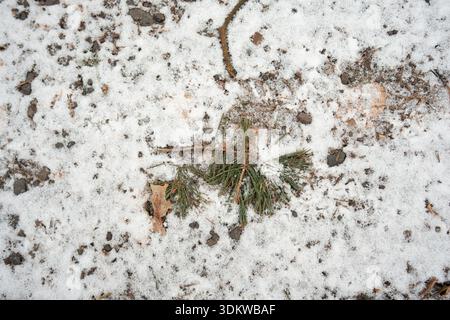 Detailed top-down shot of a small pine sprig resting on a thin layer of snow. High Angle View of Pine Branch on Light Fresh Winter Snow. Stock Photo
