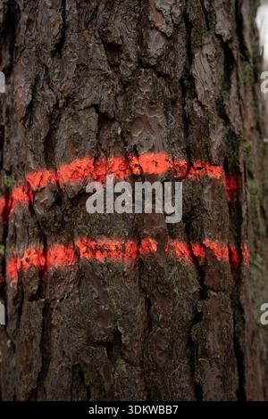 Vertical close-up of thick pine bark marked with red horizontal lines. Tree Bark with Red Spray Paint Marking for Forestry Management. Stock Photo