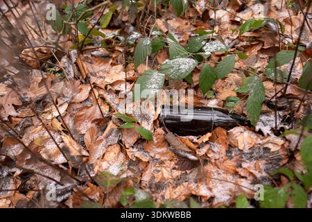 A dark glass bottle discarded among fallen brown leaves and light winter snow. Discarded Glass Bottle Littered in Winter Forest with Light Snow. Stock Photo