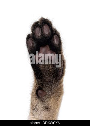 Close up cat paw from black tabby Savannah cat. Isolated on a