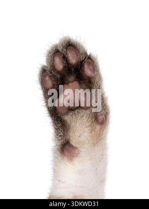 Close up cat paw from snow Savannah cat. Isolated on a white background. Stock Photo