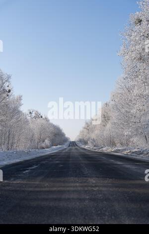 Empty winter road stretching into the distance between snow-covered trees under a clear blue sky with copy space Stock Photo