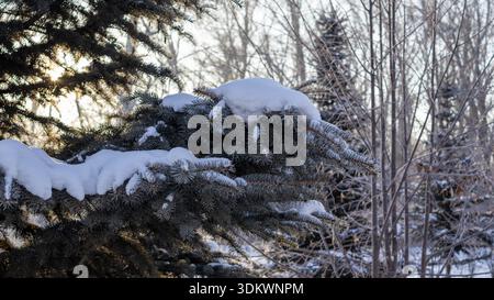 Snow-Covered Pine Branch in Winter Sunlight with Golden Hour Glow Stock Photo