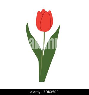red tulip flower symbolizing spring, love, elegance and nature beauty, botanical floral design for decoration, greeting cards, posters, branding and s Stock Vector