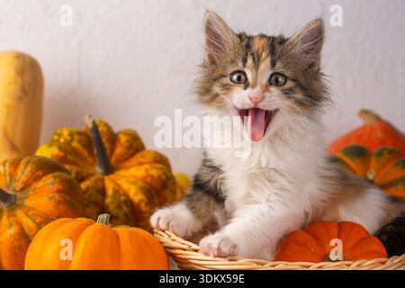 Very cute calico kitten in the basket Stock Photo