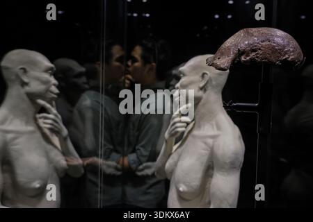Historic fossils of early humans, Homo erectus, known as ''Java Man ...