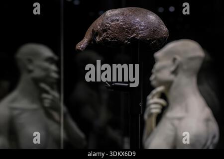 Historic fossils of early humans, Homo erectus, known as ''Java Man ...