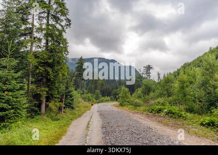 A wide gravel road winds through a dense coniferous forest toward misty green mountains under a dramatic overcast sky in the wilderness. Stock Photo