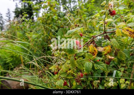 Ripe red wild raspberries growing on a bush with green leaves and grass in a forest setting after rain with visible water droplets. Stock Photo