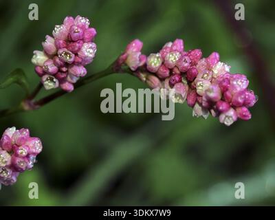 Wild Persicaria growing naturally in the Greek countryside. Artistic close-up botanical photograph capturing the beauty of native Greek wildflowers. Stock Photo