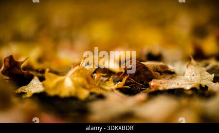Shallow depth of field macro shot of fallen golden autumn leaves on the ground at Park Angrignon, Montreal Stock Photo