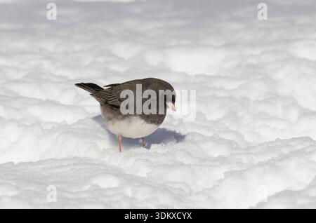 Dark-eyed Junco, Junco hyemalis, foraging in winter Stock Photo