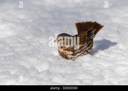 Fox Sparrow, Passerella iliaca, foraging in winter Stock Photo