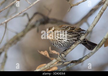 Red-winged Blackbird, Agelaius phoeniceus, female Stock Photo