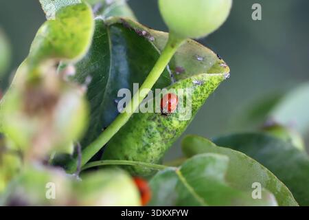 Ladybug on pear tree leaves in the garden. Tree infested with aphids. Natural enemy of plant pests. Stock Photo