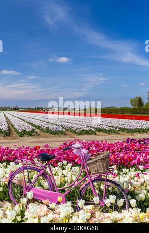 Pink bicycle resting among vibrant tulip fields under a clear blue sky in Netherlands Stock Photo