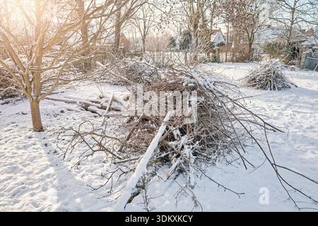 Piles of cut branches after pruning and tidying up the orchard. Stock Photo