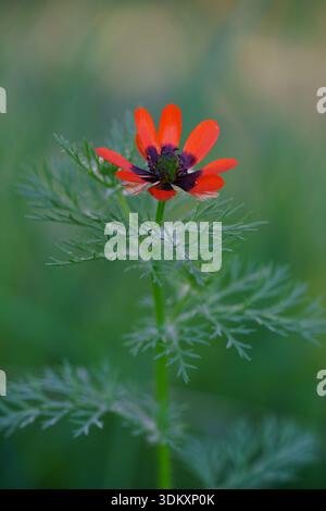 Close up vertical shot of a vibrant red Adonis flower also known as summer pheasant's eye. The blossom sits atop a green stem with delicate pinnate le Stock Photo